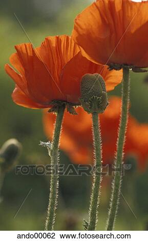 Stock Image - poppy, redly, red, ruddy, commie, blooms, plant. Fotosearch