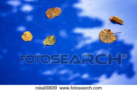 reflection, leaves, tree, car, blades, reflecting, autumn View Large Photo Image Stock Photo - reflection, leaves, tree, car, blades, reflecting, autumn. Fotosearch