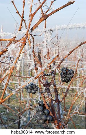 rest, winter, wine, vine, red vine, grape, grapes View Large Photo Image Picture - rest, winter, wine, vine, red vine, grape, grapes. Fotosearch
