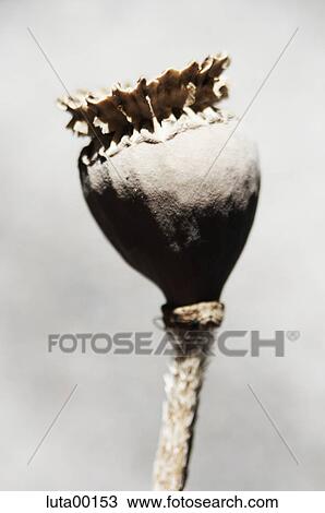 seed, capsule, cane, boll, poppy, art View Large Photo Image Stock Image - seed, capsule, cane, boll, poppy, art. Fotosearch