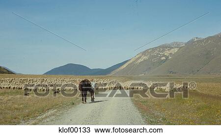 sheep, shepherd, herd, horse, outback, gravel road, mountains View Large Photo Image Stock Image - sheep, shepherd, herd, horse, outback, gravel road, mountains. Fotosearch