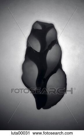 shell, detail, shape, Black and White, breastfeeding aid, snail shell, open View Large Photo Image Stock Image - shell, detail, shape, Black and White, breastfeeding aid, snail shell, open. Fotosearch