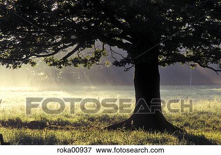 silhouette, nature, landscape, scenery, tree, reed, morning sun View Large Photo Image Stock Photo - silhouette, nature, landscape, scenery, tree, reed, morning sun. Fotosearch