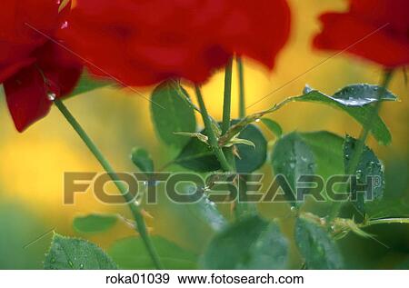 Sleeping Beauty, nature, flora, plant, flower, garden View Large Photo Image Stock Photo - Sleeping Beauty, nature, flora, plant, flower, garden. Fotosearch