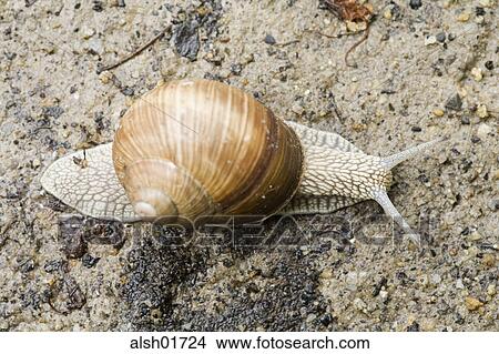 snail, snails, animal, animals, wildlife, mollusc, mollusks View Large Photo Image Picture - snail, snails, animal, animals, wildlife, mollusc, mollusks. Fotosearch
