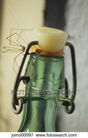 spider, spindle shanks, bottle cap, disgust, green, bottleneck, bottle View Large Photo Image Stock Photo - spider, spindle shanks, bottle cap, disgust, green, bottleneck, bottle. Fotosearch