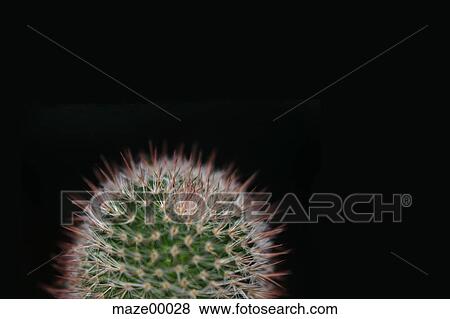 Stock Photo - spike, Risk, tinge, spinose, spiny, cactus, cacti. Fotosearch