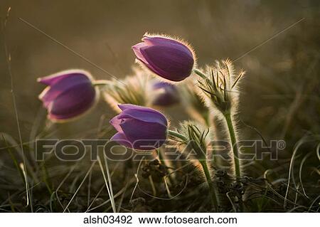 spring awakening, blooming, flora, bloomer, blossoms, flower, flowers View Large Photo Image Stock Image - spring awakening, blooming, flora, bloomer, blossoms, flower, flowers. Fotosearch