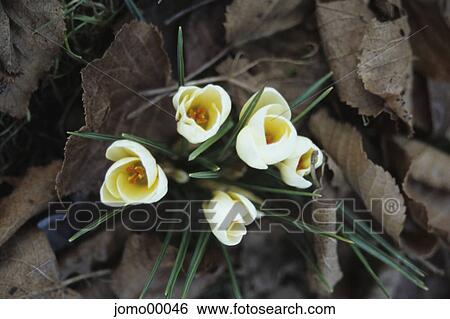 spring awakening, crocuses, hopeful, hope, yellow, restart, flowers View Large Photo Image Stock Photograph - spring awakening, crocuses, hopeful, hope, yellow, restart, flowers. Fotosearch