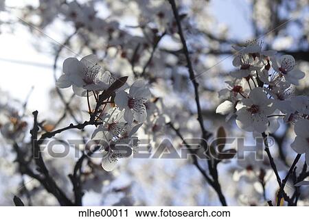 spring, bloom, blossom, light, bright, brightly, clear View Large Photo Image Stock Image - spring, bloom, blossom, light, bright, brightly, clear. Fotosearch