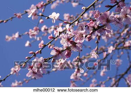 spring, bloom, blossom, light, bright, brightly, clear View Large Photo Image Stock Image - spring, bloom, blossom, light, bright, brightly, clear. Fotosearch