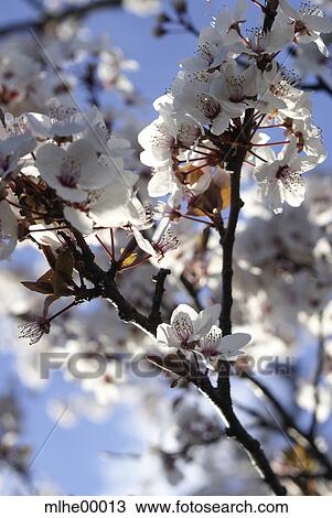 spring, bloom, blossom, light, bright, brightly, clear View Large Photo Image Stock Image - spring, bloom, blossom, light, bright, brightly, clear. Fotosearch