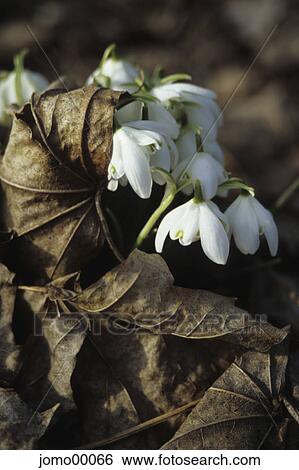 Stock Photograph - spring fever, snowdrop, assurance, start, restart, sprout, optimism. Fotosearch
