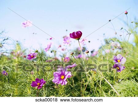 Stock Photo - summer meadow, spring awakening, flowers, flower meadow, field of flowers, lilac, pink. Fotosearch