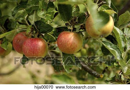 summer, wintercrop, summers, autumn, harvest festival, thanksgiving, health View Large Photo Image Stock Image - summer, wintercrop, summers, autumn, harvest festival, thanksgiving, health. Fotosearch
