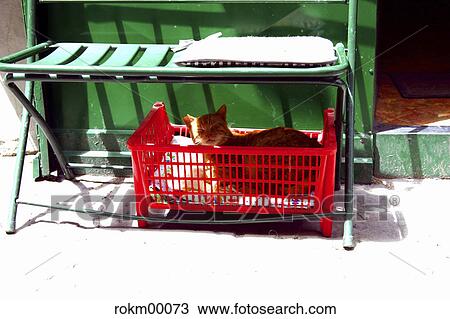 sun, Italy, cat, animal, animals, beat, lie View Large Photo Image Stock Image - sun, Italy, cat, animal, animals, beat, lie. Fotosearch