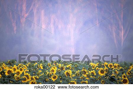sunflower field, yellow, autumn, bright, glowing, morning light, lafnitztal View Large Photo Image Stock Image - sunflower field, yellow, autumn, bright, glowing, morning light, lafnitztal. Fotosearch