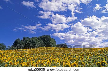 sunflower, sunflower field, clouds, cloudy, summer, summers, yellow View Large Photo Image Stock Photography - sunflower, sunflower field, clouds, cloudy, summer, summers, yellow. Fotosearch