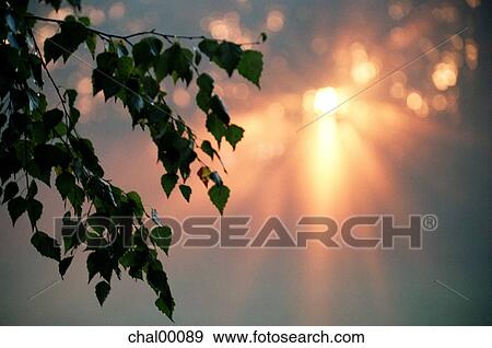 sunrise, sun, daybreak, fog, latvia View Large Photo Image Stock Photo - sunrise, sun, daybreak, fog, latvia. Fotosearch