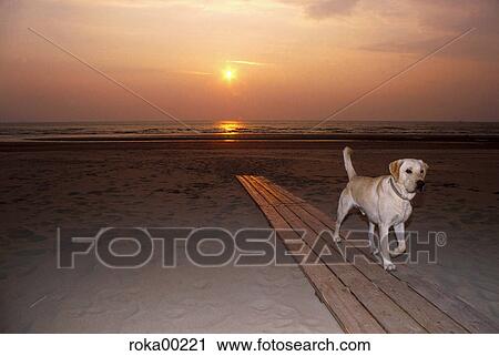 sunset, alameda, sea, dog, beach, romance, animal View Large Photo Image Stock Image - sunset, alameda, sea, dog, beach, romance, animal. Fotosearch