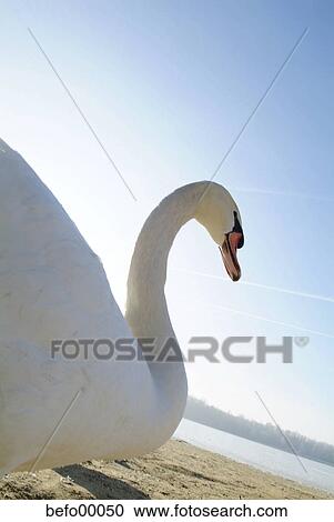 swan, beach, blue, sky, water, waters, aquatic View Large Photo Image Stock Image - swan, beach, blue, sky, water, waters, aquatic. Fotosearch