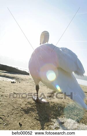 swan, beautiful, beach, blue, sky, water, waters View Large Photo Image Stock Image - swan, beautiful, beach, blue, sky, water, waters. Fotosearch