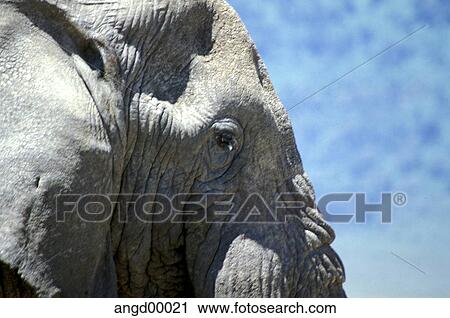 Swordfish, Day, profiles, proboscis, Grey, trunk, Africa View Large Photo Image Stock Image - Swordfish, Day, profiles, proboscis, Grey, trunk, Africa. Fotosearch