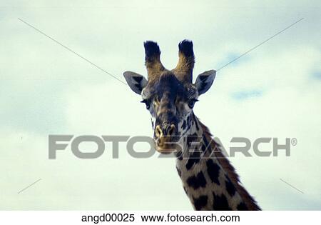 Swordfish, Day, sky, neck, head, weather, Africa View Large Photo Image Stock Photography - Swordfish, Day, sky, neck, head, weather, Africa. Fotosearch