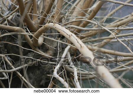 tree, anarchy, branch, branches, mess, messy View Large Photo Image Picture - tree, anarchy, branch, branches, mess, messy. Fotosearch