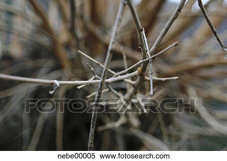 tree, anarchy, branch, branches, mess, messy View Large Photo Image Stock Photography - tree, anarchy, branch, branches, mess, messy. Fotosearch