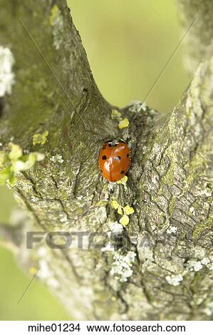 Picture - tree, bark, luck, happiness, redly, red, ruddy. Fotosearch
