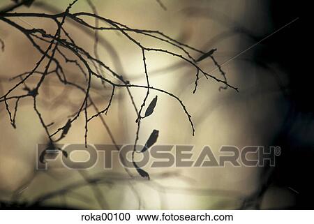 tree, branch, leaves, blades, back light, death, calm View Large Photo Image Stock Image - tree, branch, leaves, blades, back light, death, calm. Fotosearch