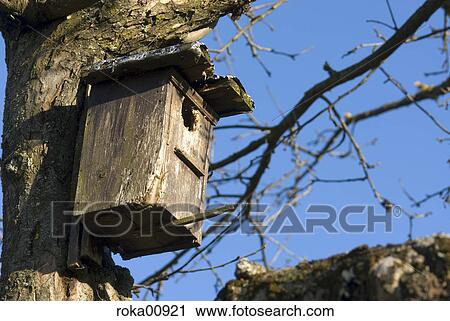 Stock Image - tree, crown, nest box, fruit-tree, protection, guard, branches. Fotosearch