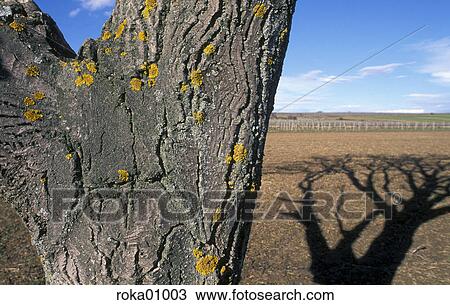tree, Earth, wine region, bark, structure, fissures, old View Large Photo Image Stock Image - tree, Earth, wine region, bark, structure, fissures, old. Fotosearch