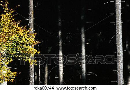 tree, forest, trunk, tribe, nature, landscape, scenery View Large Photo Image Picture - tree, forest, trunk, tribe, nature, landscape, scenery. Fotosearch