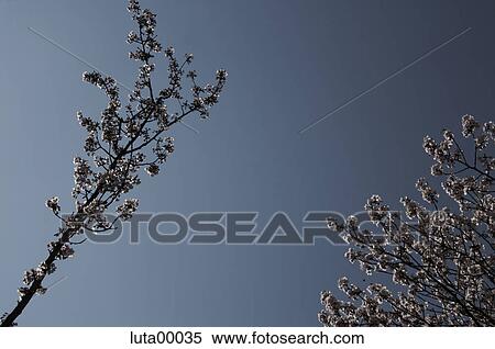 Stock Photography - tree, trees, blooms, bloom, blossom, April, may. Fotosearch