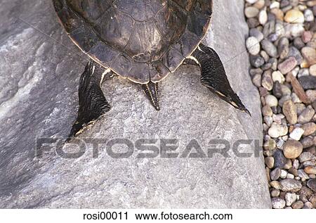 turtle, back part, tank, stone, in the back, legs, animal View Large Photo Image Stock Image - turtle, back part, tank, stone, in the back, legs, animal. Fotosearch