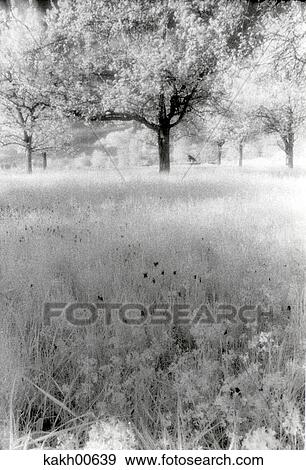 ultrared, memory, dreamscape, meadow, plant, nature, landscape View Large Photo Image Stock Photo - ultrared, memory, dreamscape, meadow, plant, nature, landscape. Fotosearch