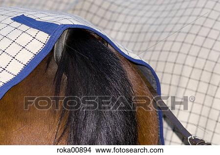 Vienna, ceiling, cabby, horse, animal, tourism, sightseeing View Large Photo Image Picture - Vienna, ceiling, cabby, horse, animal, tourism, sightseeing. Fotosearch