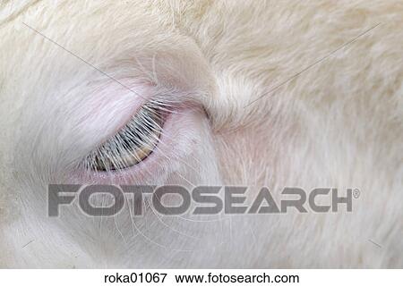 vivarium, albinism, portrait, farm, detail, zoo, animals View Large Photo Image Stock Photo - vivarium, albinism, portrait, farm, detail, zoo, animals. Fotosearch