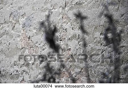wall, stone, grey, sage, herbs, branches, hopeless View Large Photo Image Picture - wall, stone, grey, sage, herbs, branches, hopeless. Fotosearch