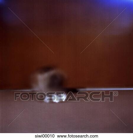 Wand, Tier, Cat, Animal, Carpet, Door, Blue View Large Photo Image Stock Image - Wand, Tier, Cat, Animal, Carpet, Door, Blue. Fotosearch