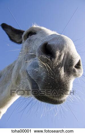 white donkey, donkey, blue sky, smile, wide angle admission, laughing, close-up View Large Photo Image Stock Image - white donkey, donkey, blue sky, smile, wide angle admission, laughing, close-up. Fotosearch