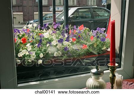 Stock Image - window, cafe, flowers, mood, relaxation. Fotosearch