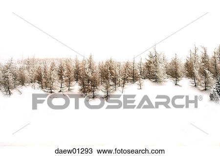 winter, forest, cold, snow, landscape, scenery, conifer View Large Photo Image Stock Image - winter, forest, cold, snow, landscape, scenery, conifer. Fotosearch