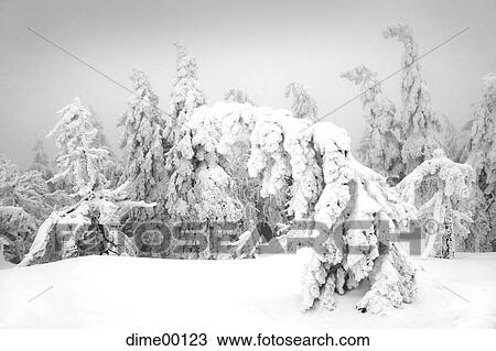 winter, forest, conifer, snow, cold, landscape, scenery View Large Photo Image Stock Image - winter, forest, conifer, snow, cold, landscape, scenery. Fotosearch