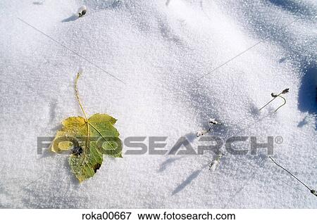 Stock Photo - winter, nature, leaf, leaves, foliage, snow, crystals. Fotosearch