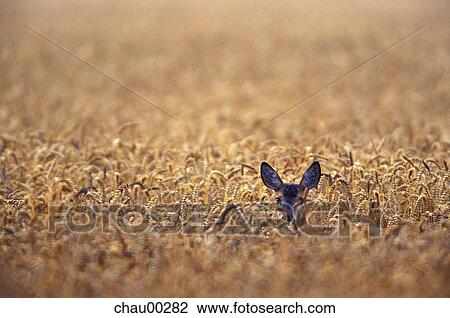 Stock Image - without, outdoors, cereal, foreside, front, deer, hide. Fotosearch