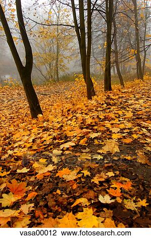yellow, season, leaves, leaf, seasonal, warm, autumn View Large Photo Image Stock Image - yellow, season, leaves, leaf, seasonal, warm, autumn. Fotosearch