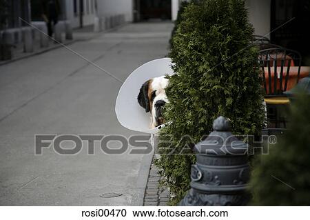 zermatt, Switzerland, dog, Ill, hurt, road, street View Large Photo Image Stock Image - zermatt, Switzerland, dog, Ill, hurt, road, street. Fotosearch